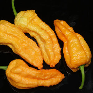 Pfirsichfarbene Variante von Bhut Jolokia. Die Schoten der Capsicum chinense sind sind sehr aromatisch und extrem scharf. Salsa, Pulver, Flocken, Heat Challenge, Pfirsich, Orange