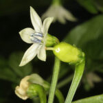 Verbesserte Variante von Bhut Jolokia und Bhut Jolokia Strain I. Diese Capsicum chinense hat einen wesentlich höheren Ertrag als das Original. Heat Challenge, Rot