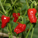 Mittelgroße, sehr ertragreiche Capsicum annum aus Jamaica. Früchte sind dünnwandig, saftig, dunkelrot glänzend, mittlere Schärfe. Salat, Snack, Rot