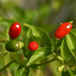 Kräftige Capsicum baccatum v. baccatum Wildsorte. Hohe Erträge mittelscharfer Früchte. Snack, Rot