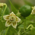 Kräftige Capsicum baccatum v. baccatum Wildsorte. Hohe Erträge mittelscharfer Früchte. Snack, Rot