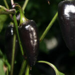 Capsicum annuum zwischen Purple Jalapeño und Czech Black liegt. Schöne schwarz glänzende Früchte mit leichter Schärfe, die dunkelrot abreifen. Füllen, Salat, Snack, Salsa, Chutney, Grillen, Schwarz