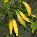 Diese starkwüchsige Capsicum baccatum produziert hohe Erträge sehr scharfer Schoten, die elfenbeinfarben abreifen. Weiss, Geln, Pulver, Flocken, Salsa, Chutney