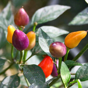 Echte Augenweide, scharfe Zierchili. Aufrecht stehende Früchte, die von Violettblau über Weiß und Orange nach Rot abreifen. Dekoration, Rot