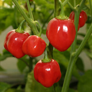 Ertragreiche Capsicum chinense aus Bolivien. Scharfe Früchte mit tollem Aroma. Snack, Salsa, Rot