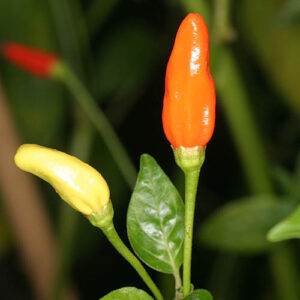 Nach ihrem Entdecker Bill Bradley benannte, sehr frühe und ertragreiche Capsicum frutescens von den Bahahas. Tabasco ähnliche, scharfe und aromatische Früchte. Snack, Salsa, Rot