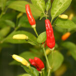 Nach ihrem Entdecker Bill Bradley benannte, sehr frühe und ertragreiche Capsicum frutescens von den Bahahas. Tabasco ähnliche, scharfe und aromatische Früchte. Snack, Salsa, Rot