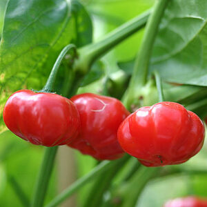 Capsicum baccatum aus Brasilien. Ihre großen und sehr robusten Pflanzen liefern hohe Erträge mittelscharfer Schoten. Salsa, Rot