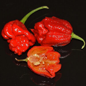 Rote Variante des Brazilian Ghost Pepper. Produziert eine beeindruckende Schärfe. Salsa, Curry, Heat Challenge, Rot