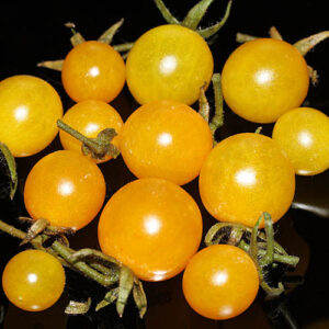 Cherrytomate, die um 1900 in Indianapolis entdeckt wurde. In großem Topf produziert diese Sorte über hundert Früchte. Snack, Marmelade, Chutney, Gelb, Cherry, Stabtomate