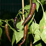 Sehr scharfe Capsicum annuum. Buena Mulata hat schwarze Stiel- und Blattvenen und manchmal eine violette Calyx. Snack, Salsa, Grillen, Rot