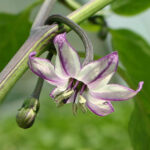 Sehr scharfe Capsicum annuum. Buena Mulata hat schwarze Stiel- und Blattvenen und manchmal eine violette Calyx. Snack, Salsa, Grillen, Rot