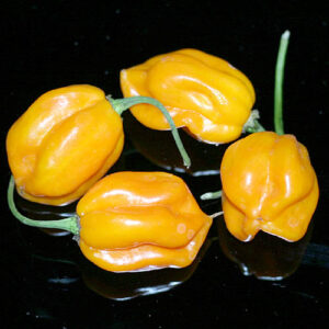 Afrikanische Capsicum chinense aus der Gruppe der Bonnet Peppers. Extrem scharf und herausragendes Aroma. Gelb, Pulver, Flocken