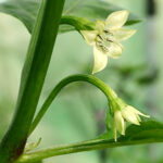 Afrikanische Capsicum chinense aus der Gruppe der Bonnet Peppers. Extrem scharf und herausragendes Aroma. Gelb, Pulver, Flocken