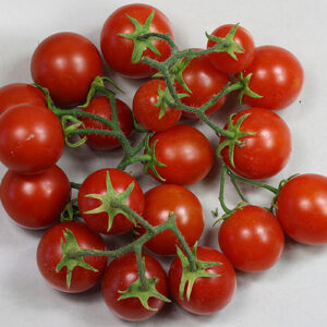 Buschtomate, die sehr ertragreich ist. Buschtomate SLP liefert frühe und lang anhaltende Erträge. Snack, Salat, Rot, Cherry, Buschtomate