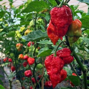 Kreuzung von Carolina Reaper mit The Superhot Beast SLP. Diese Capsicum Chinense ist extrem scharf. Heat Challenge, Rot