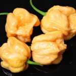 C22 Peach wurde aus der C22 Kreuzung selektiert. C22 ist eine Kreuzung von Carolina Reaper mit The Superhot Beast SLP. Die Peach Variante dieser Capsicum chinense ist extrem scharf. Heat Challenge, Pfirsich, Orange