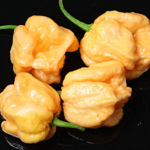 C22 Peach wurde aus der C22 Kreuzung selektiert. C22 ist eine Kreuzung von Carolina Reaper mit The Superhot Beast SLP. Die Peach Variante dieser Capsicum chinense ist extrem scharf. Heat Challenge, Pfirsich, Orange