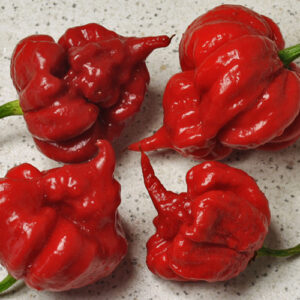 C22 ist eine Kreuzung von Carolina Reaper mit The Superhot Beast SLP. Diese Capsicum Chinense ist extrem scharf. Heat Challenge, Rot