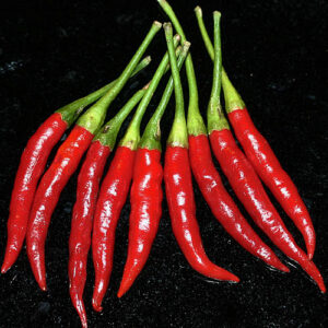 Capsicum annuum aus Malaysia. Massen von bissig scharfen Schoten des Typ Cayenne. Ristras, Trocknen, Pulver, Flocken, Rot