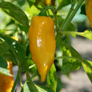 Kräftige Capsicum annuum, die große, dunkelgelbe Früchte mit mittlerer Schärfe produziert. Füllen, Gelb