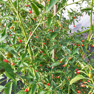 Variante von Capsicum galapagoense mit länglichen, scharfen Früchten. In Schärfe und Aroma unverändert im Vergleich zum Original. Snack, Dekoration, Rot