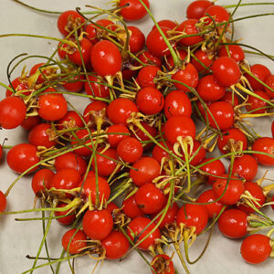 Sehr seltene Wildsorte aus den Nebelwäldern Guatemalas. Keine Beeren ohne Schärfe. Snack, Dekoration, Rot