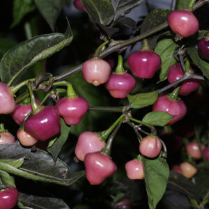 Cheiro Roxa wunderschöne sehr scharfe Capsicum chinense aus Brasilien fruchtiges Aroma gut geeignet für Salsas