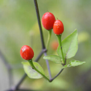 Erste jemals entdeckten Capsicum annuum Sorten. Sehr scharfe Wildsorte aus der Region von Mexiko und dem Süden Nordamerikas. Sehr scharfe Beeren. Trocknen, Suppe, Pulver, Rot