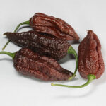 Chocolate Bhut jolokia extrem scharfer brauner Chili der Capsicum chinense Gattung