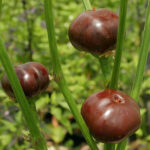 Chocolate Cherry Chili knackige Kirschpaprika mit geringer Schärfe