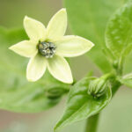 Blüte der Chocolate Habanero Long einer sehr scharfen, dunkelbraunen Capsicum chinense Chili aus der Karibik