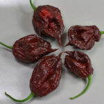 Chocolate Reaper braune Farbmutante des ehemaligen Weltrekordhalters in Schärfe Carolina Reaper, Capsicum chinense extrem scharfe Chili