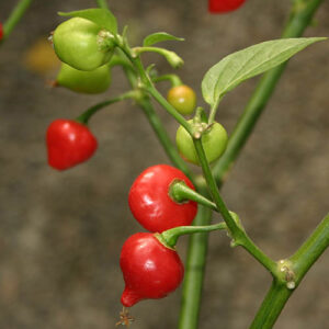 Chupetinho brasilianische leicht scharfe Chili auch als Pimenta Biquinho bekannt