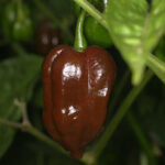 Congo Black sehr scharfer brauner Habanero Scotch Bonnet aus der Karibik