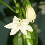 Blüte des Corno di Toro Giallo gelbe Variante des italienischen Stierhorn Chili fruchtig süß und knackig