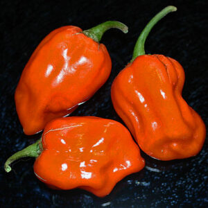 Habanero Craig's Double Hot Orange doppelt scharfer orange farbiger Habanero aus den USA