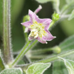 Cumari Pollux Blüte Rarität aus Bolivien roter Chili wird im Ganzen getrocknet und über Speisen gebröselt