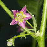 Sehr seltene Capsicum eximium Wildsorte. Sie produziert kleine rote Beeren mit leichter Schärfe und kann auch mehrjährig gezogen werden. Dekoration, Rot