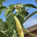 Blüte Ají Challuaruro Amarillo Capsicum baccatum v. pendulum aus dem peruanischen Bergland leichte bis mittlere Schärfe