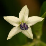 Scharfe Capsicum chinense mit leichtem Zitronenaroma aus Peru. Ertragreichte Pflanzen liefern saftige Früchte mit einem tollen Aroma. Pulver, Flocken, Salsa, Gelb