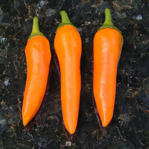 Sehr reichtragende Capsicum annuum. Ihre sehr saftigen und aromatischen Früchte entwickeln eine mittlere Schärfe. Orange, Snack, Salsa