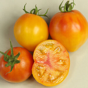 Burracker's Favorite ist eine sehr große orange-gelb-rot marmorierte Tomate. Ihre Früchte haben ein durchschnittliches Gewicht von rund 400g. Snack, Salat, Salsa, Fleischtomate, Stabtomate