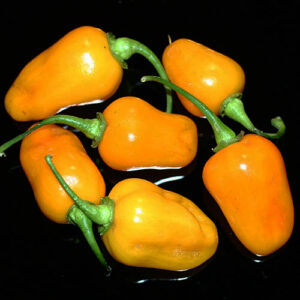 Datil Pepper sehr beliebte Chili in St. Augustine, Florida (USA) sehr scharfe fruchtige Capsicum chinense