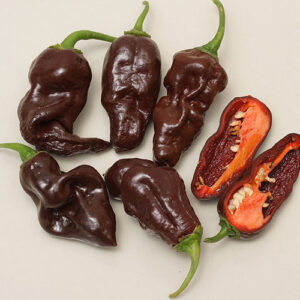 Devil's Tongue Chocolate braune Variante des gerippten Devil's Tongue Chili Capsicum chinense sehr scharf