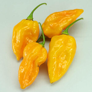 Devil's Tongue Yellow superscharfe gelbe Capsicum chinense ähnlich Fatalii