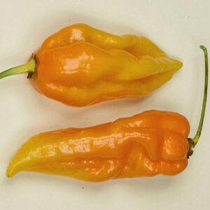 Dorset Naga Orange gelb-orange farbige Variante des superscharfen Dorset Naga Chili fruchtiges Aroma