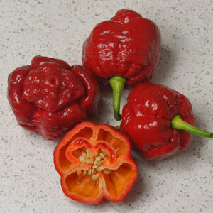 Dragons Breath Moruga extrem scharfer roter Chili Capsicum chinense