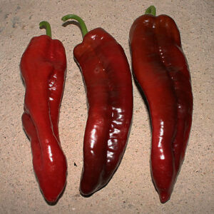 Dulce Italiano aromatische knackige Gemüsepaprika Capsicum annuum