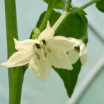 Early Jalapeño Blüte früh reifende leicht scharfe Chili häufig im unreifen grünen Zustand verzehrt